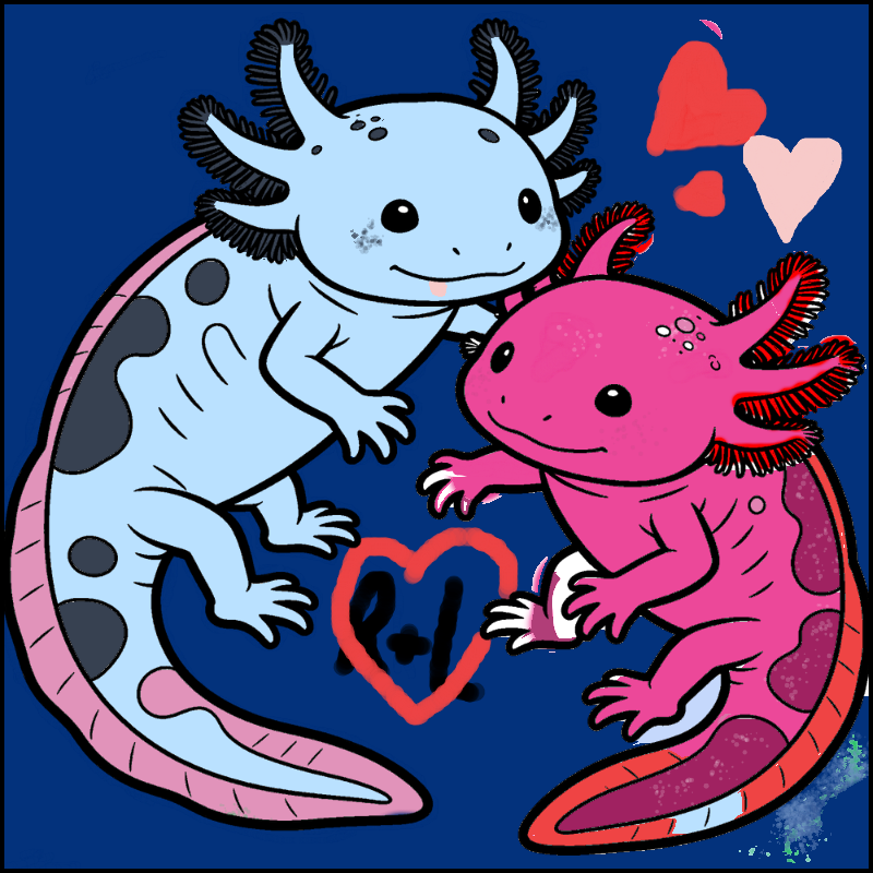 Two Axolotls Playing Together